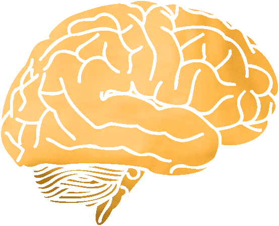 Illustration of a brain profile